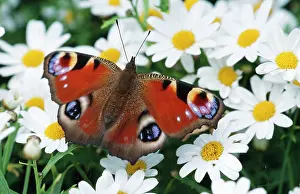 Inachis: Peacock BUTTERFLY