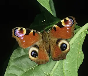 Inachis: Peacock butterfly