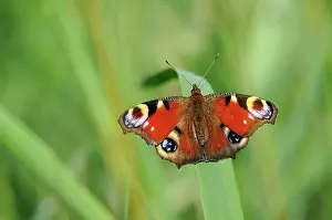 Beemden: Peacock Butterfly
