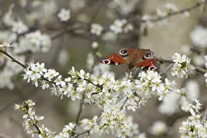 Lepidopteran: Peacock butterfly (Aglais io) adult insect feeding on Blackthorn tree blossom in spring