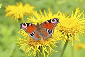 Blooming: Peacock butterfly (Aglais io), on a yellow flower of a Great Telekie (Telekia speciosa)