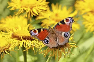 Blooming: Peacock butterfly (Aglais io), on a yellow flower of a Great Telekie (Telekia speciosa)