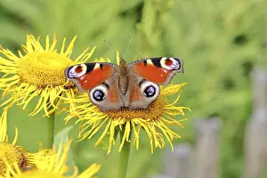 Blooming: Peacock butterfly (Aglais io), on a yellow flower of a Great Telekie (Telekia speciosa)