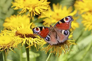 Blooming: Peacock butterfly (Aglais io), on a yellow flower of a Great Telekie (Telekia speciosa)