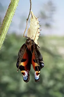 Inachis: Peacock Butterfly - Birth of the imago