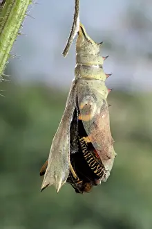 Inachis: Peacock Butterfly - Birth of the imago