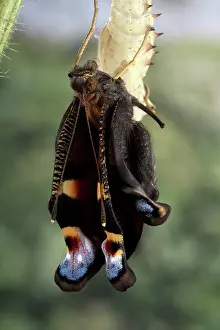 Inachis: Peacock Butterfly - Birth of the imago