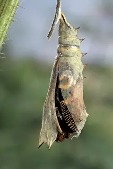 Inachis: Peacock Butterfly - Birth of the imago