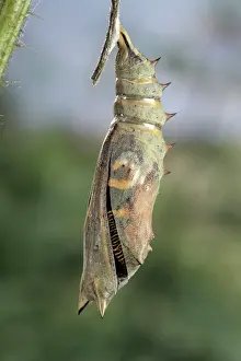 Inachis: Peacock Butterfly - Birth of the imago