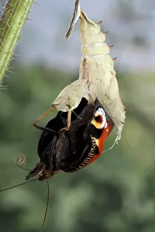 Inachis: Peacock Butterfly - Birth of the imago
