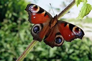 Inachis: Peacock Butterfly - Birth of the imago