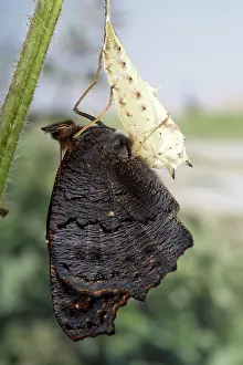 Inachis: Peacock Butterfly - Birth of the imago