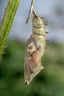 Inachis: Peacock Butterfly - Birth of the imago