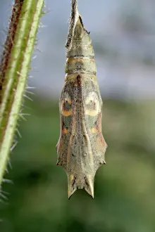 Inachis: Peacock Butterfly - Birth of the imago