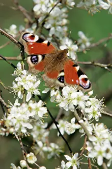 Inachis: Peacock Butterfly - on blackthorn blossom (Prunus spinosa)