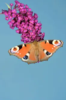 Buddleia: Peacock Butterfly - on buddleia