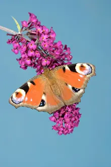 Buddleia: Peacock Butterfly - on buddleia