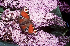 Buddleia: PEACOCK BUTTERFLY - on Buddleia