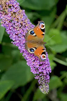 Buddleia: Peacock Butterfly on Buddleia Bush (Buddleia davidii)