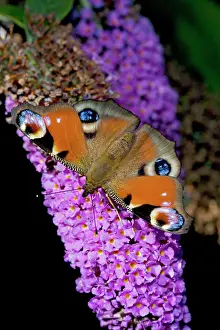 Buddleia: Peacock Butterfly - on Buddleia Bush (Buddleia davidii)