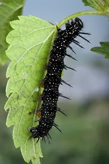 Inachis: Peacock Butterfly - Caterpillar on nettle leaf