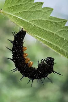 Ready: Peacock Butterfly - Caterpillar ready to transform