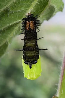 Ready: Peacock Butterfly - Caterpillar ready to transform