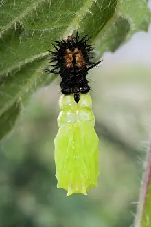 Ready: Peacock Butterfly - Caterpillar ready to transform