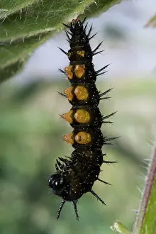 Ready: Peacock Butterfly - Caterpillar ready to transform