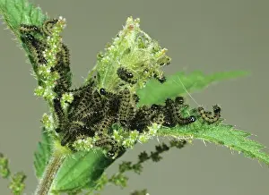 Stinging: Peacock butterfly caterpillars