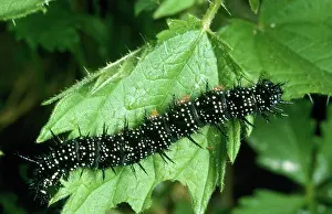 Inachis: Peacock Butterfly - Caterpillars on food plant, nettle