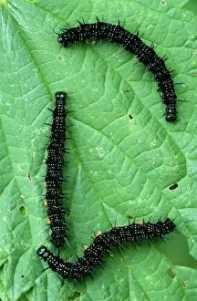 Inachis: Peacock BUTTERFLY - Caterpillars on food plant, nettle