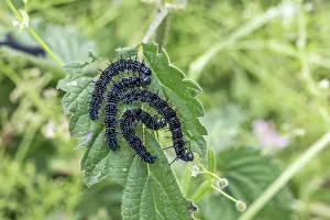 Caterpillars: Peacock Butterfly Caterpillars - UK