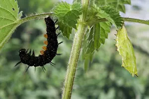 Ready: Peacock Butterfly - Chrysalid and a caterpillar