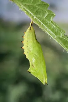 Inachis: Peacock Butterfly - Chrysalid under a nettle leaf
