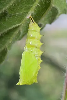 Inachis: Peacock Butterfly - chrysalid under an nettle leaf