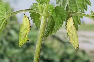 Inachis: Peacock Butterfly - two chrysalids under an nettle