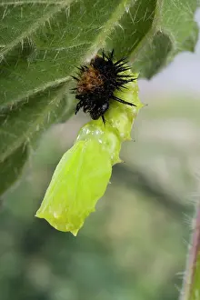 Inachis: Peacock Butterfly - the chrysalis throws away the