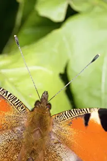 Inachis: Peacock butterfly - close up of antennae