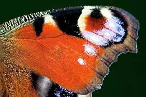 Peacocks: Peacock Butterfly - Close up of wing