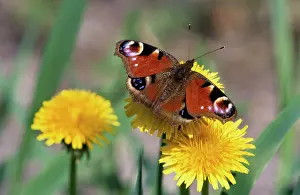 Inachis: Peacock Butterfly - on Dandelion