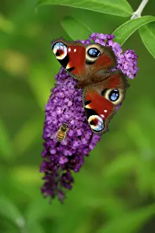 Alongside: Peacock Butterfly - feeding on Buddleia plant blossom