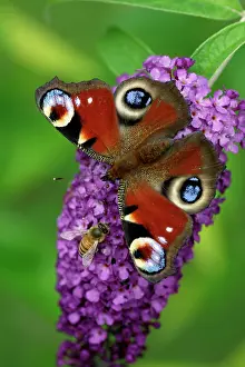 Alongside: Peacock Butterfly - feeding on Buddleia plant blossom