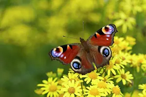 Inachis: Peacock Butterfly feeding on Ragwort flower August