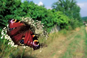Peacocks: Peacock Butterfly - on a flower