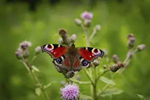 Blooming: A peacock butterfly (Inachis io) sitting on a pink flower in a green forest