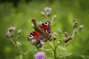 Blooming: A peacock butterfly (Inachis io) sitting on a pink flower in a green forest