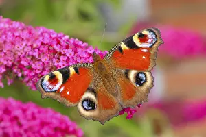 Nectar: Peacock butterfly (Inachis io) sucking nectar on butterfly bush (Buddleja davidii)