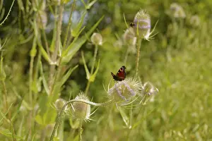 Lepidopteran: Peacock butterfly (Inachis io) on Wild teasel (Dipsacus fullonum)
