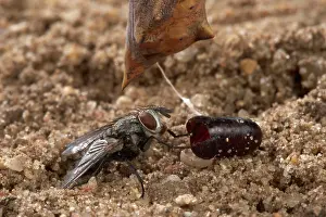 Inachis: Peacock Butterfly - a parasitic fly and its pupae